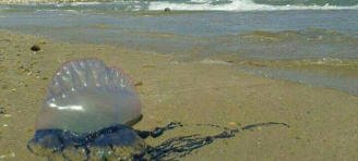 ⭕ La medusa venenosa Carabela Portuguesa obliga a cerrar las playas de Altea levante-emv.com/marina/2018/04…