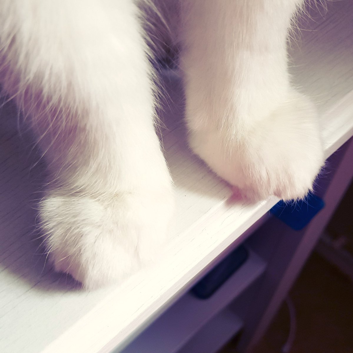 miss_jude_b's tweet photo. So it's taken nearly two full days of me working upstairs before Catrick discovers me and goes into study pest mode. At which point I have to stop because omg lookit those fluffy feets π #catownerproblems #CatsOfTwitter #studentproblems #studyingproblems https://t.co/Vo75NcntLe
