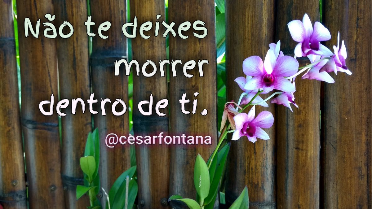 Não te deixes
morrer
dentro de ti.

(<a href="/cesarfontana/">César Fontana</a>)