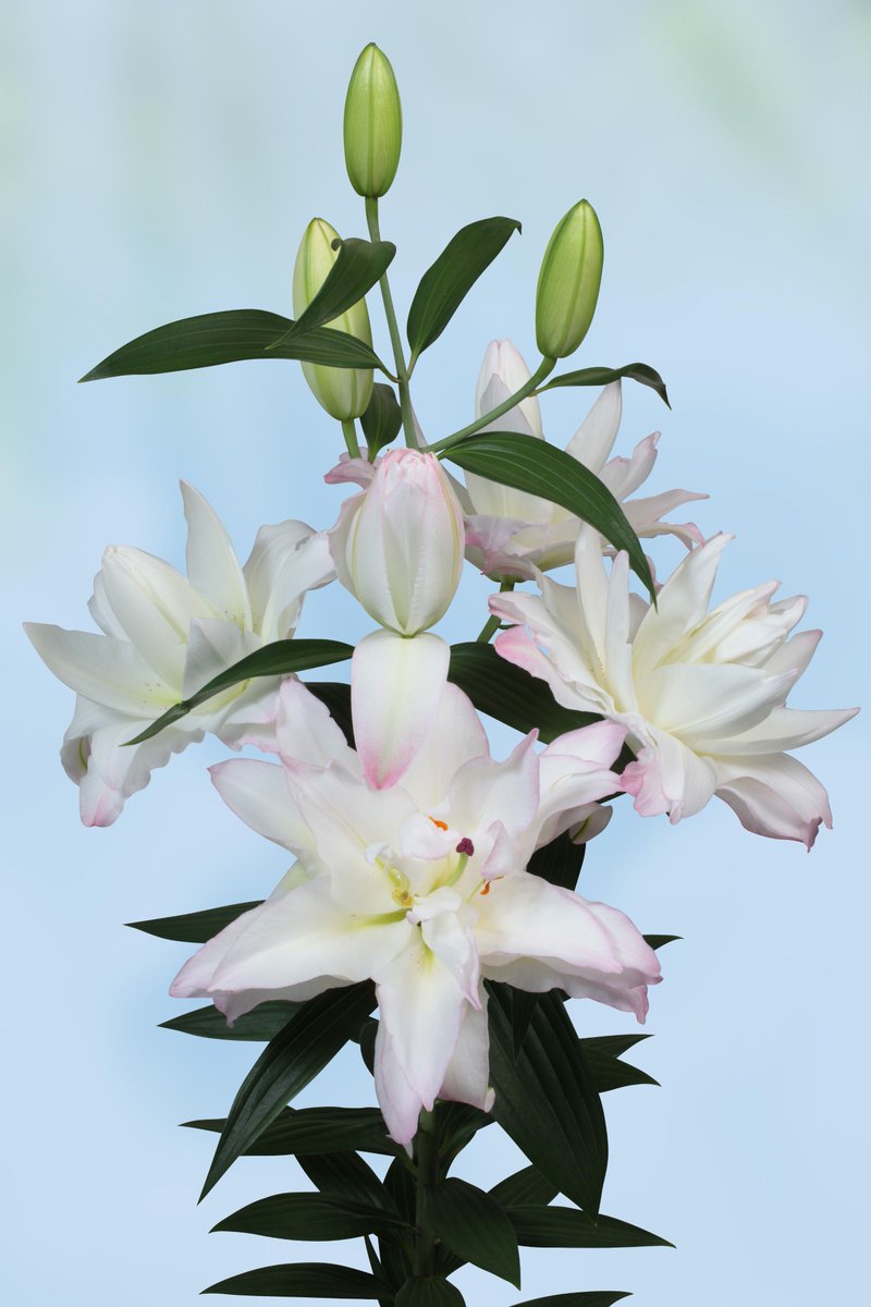 DoubleCheckLily's tweet image. Het blijft bijzonder: dubbele lelies. SNOWBOARD, een witte dubbele witte Oriëntal binnenkort JAARROND verkrijgbaar is. We verwachten per week zo'n 6.000 takken. Te koop via de klok of direct! @lelieteelt @FloraHolland @VletterDenHaan