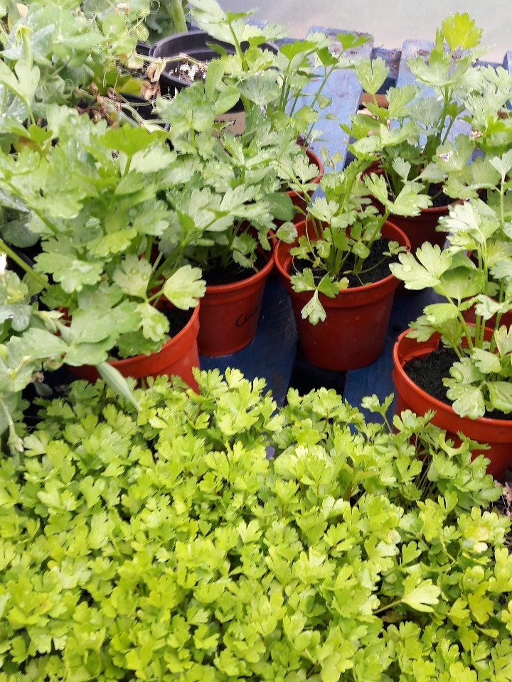 nodigjones's tweet image. Happily on my way already #fieldtofork #chinesecelery #joyofspring #growyourown