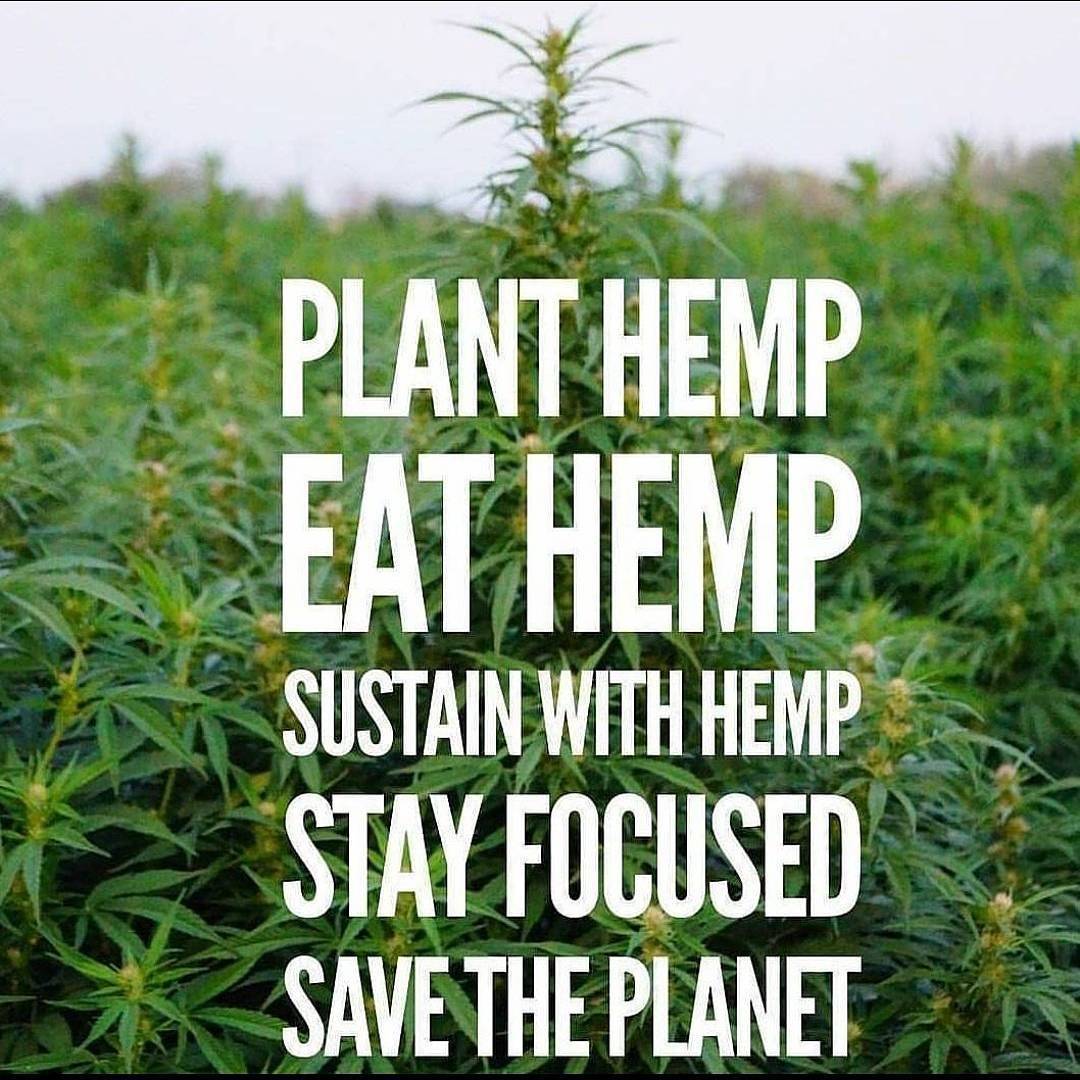 HempEHealth's tweet photo. Have no fear, hemp is here! This one amazing crop can feed you, heal you, clothe you, and house you with one leaf tied behind its back! 🌿💪🌍 #hemp #hempenthusiast https://t.co/jE8u7M77Ws