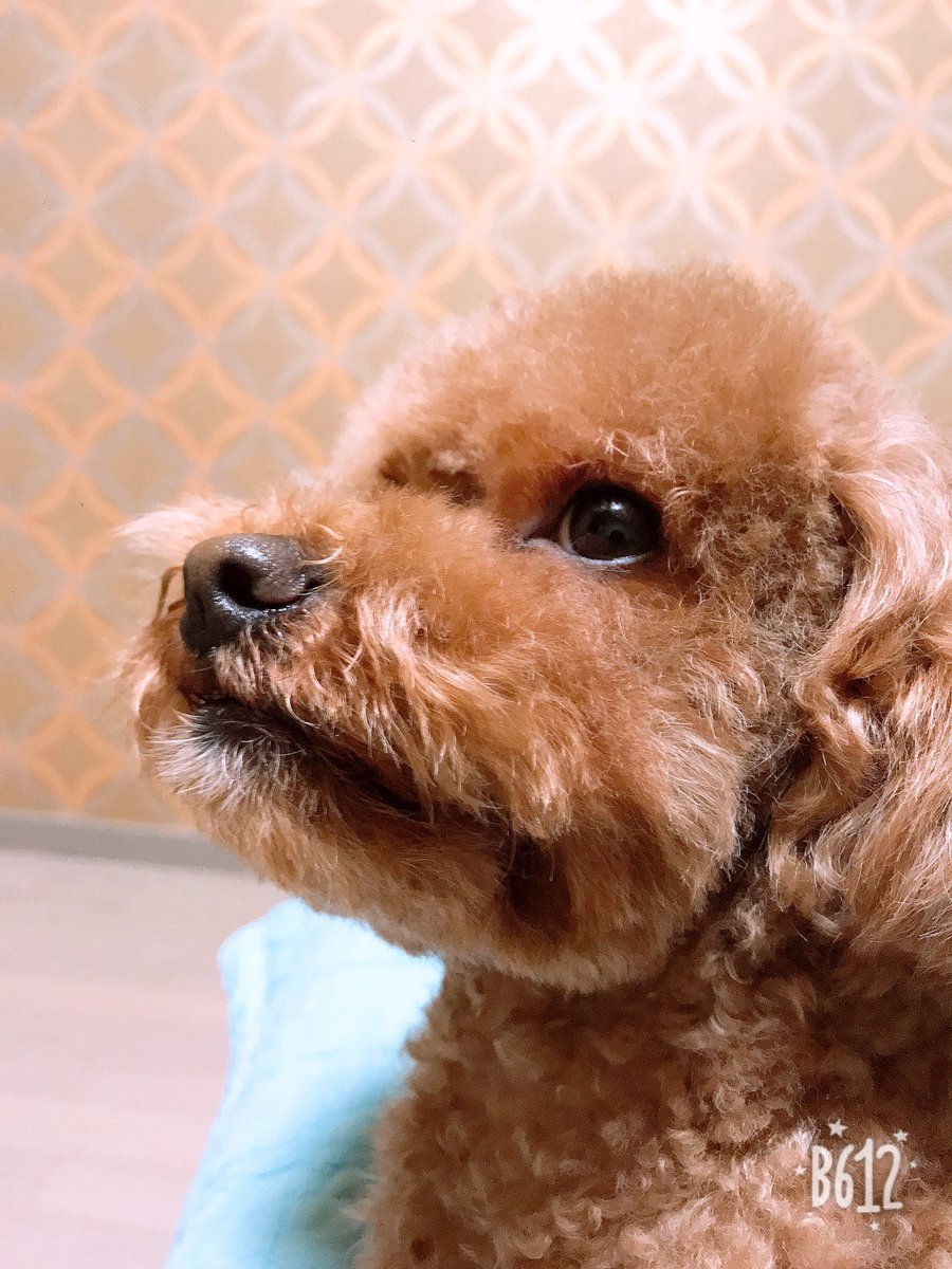 TL_MaRin's tweet photo. 미용 했습니다 ㅎㅎ.  요즘 날씨 추운데 다들 감기 조심하세요~~~! https://t.co/z43ob35EMR