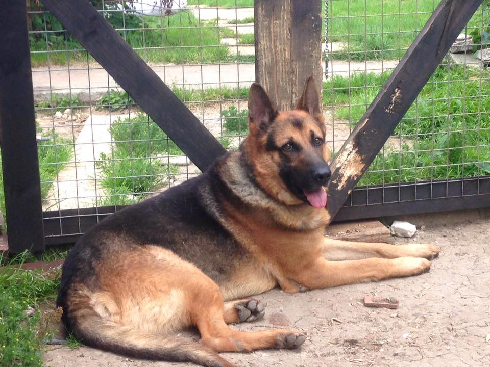 gsrescueelite's tweet photo. 6yr old Akeela has been with us 12mths now, a steady lad who can walk with other #dogs but needs to be the only pet in the home
#GermanShepherd
#Cornwall
https://t.co/rwA3WKTypb https://t.co/fnrEK3nrkg