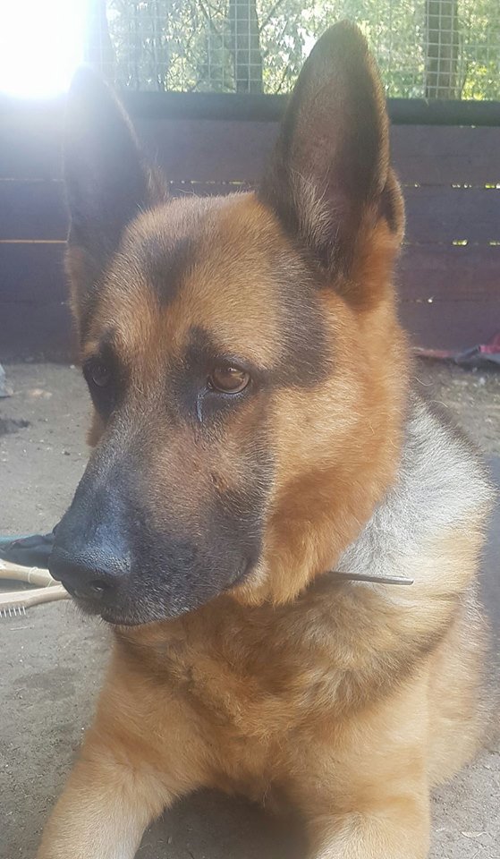 gsrescueelite's tweet photo. 6yr old Akeela has been with us 12mths now, a steady lad who can walk with other #dogs but needs to be the only pet in the home
#GermanShepherd
#Cornwall
https://t.co/rwA3WKTypb https://t.co/fnrEK3nrkg