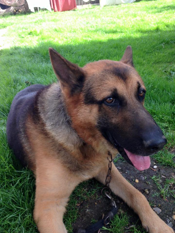 gsrescueelite's tweet photo. 6yr old Akeela has been with us 12mths now, a steady lad who can walk with other #dogs but needs to be the only pet in the home
#GermanShepherd
#Cornwall
https://t.co/rwA3WKTypb https://t.co/fnrEK3nrkg