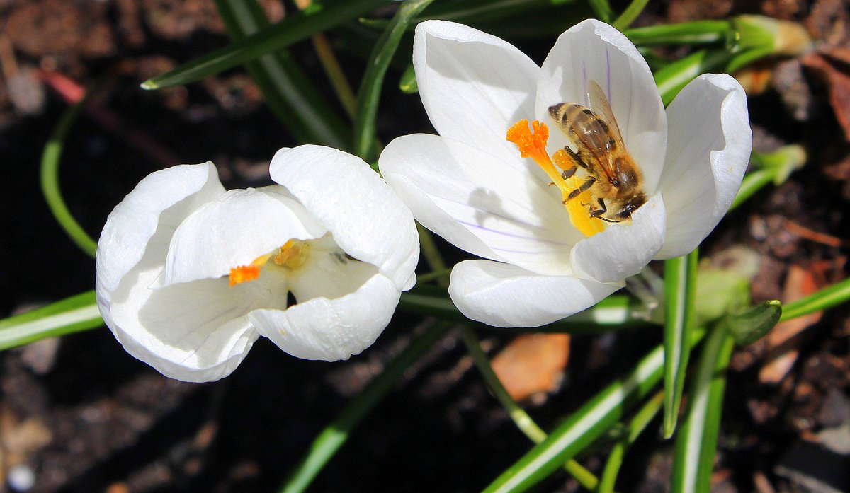 #DidYouKnow There are all sorts of signals that the flowers give to insect pollinators to tell them they have nectar: some change colour when they're fertilised, or give off a small electric pulse that changes when the flower is out of nectar #WondersOfNature #PlanetEarth
