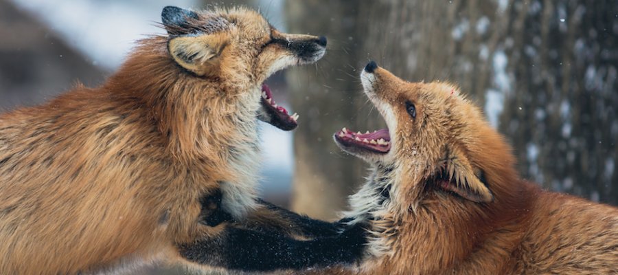 Have you built a website or #ecommerce store with #shopify or #woocommerce before? If you have, we want to hear from you! Which did you prefer? #entrepreneur buff.ly/2FADEjb