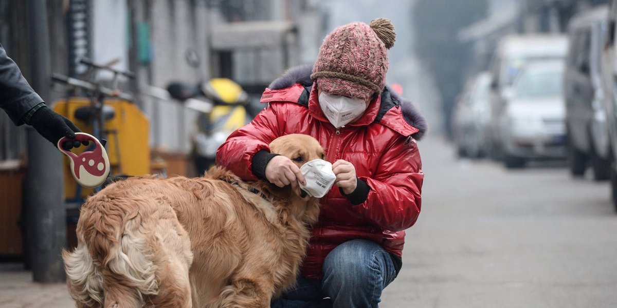 DogAirMask's tweet photo. A mask to protect your dog from toxic air on bad days. https://t.co/UtgZ6mD8fT https://t.co/dTITpg9UdH