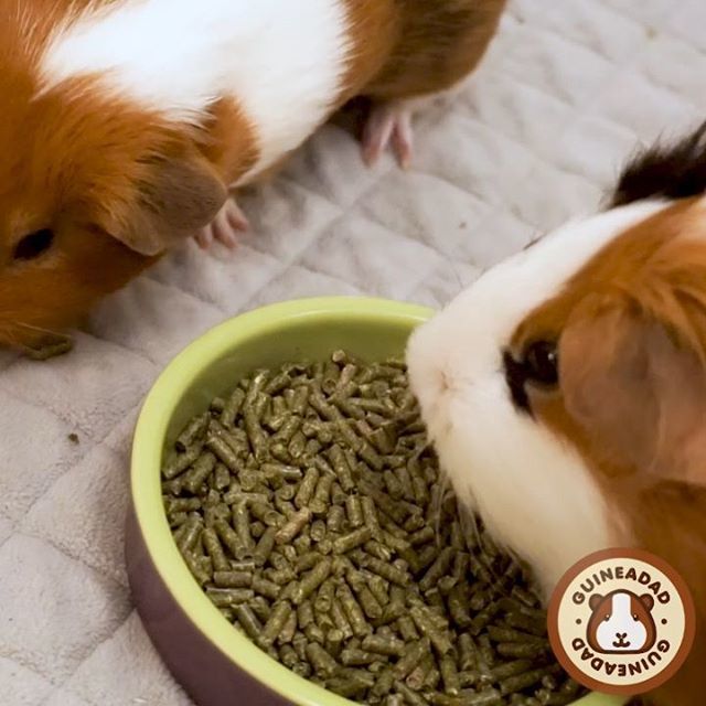 GuineaDad's tweet photo. Awww Peanut, are you being nice? #justwant #pelletunderthebowl #trickquestion #peanutisnevernice
_____
GuineaDad, helping piggies live their lives to the fullest https://t.co/kV5zzvRYgR https://t.co/AYHz7aAcFh