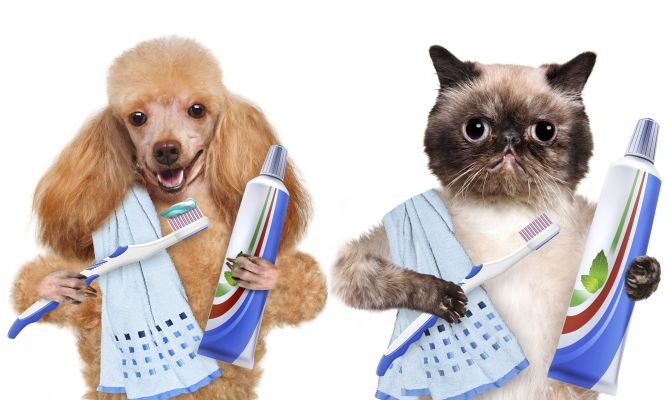 HispAnimals's tweet photo. La salud dental de tu perro es tan importante como la tuya..un cuidado dental adecuado es crucial para la salud de tu mascota..visita nuestros productos, aprovechate de los precios!😁👏🐾 #SaludDental #AdiosAlSarro #BuenCepillado #Mascotas #HispAnimals 

https://t.co/WKPy7Ag1w1 https://t.co/f61Ob5H3eB