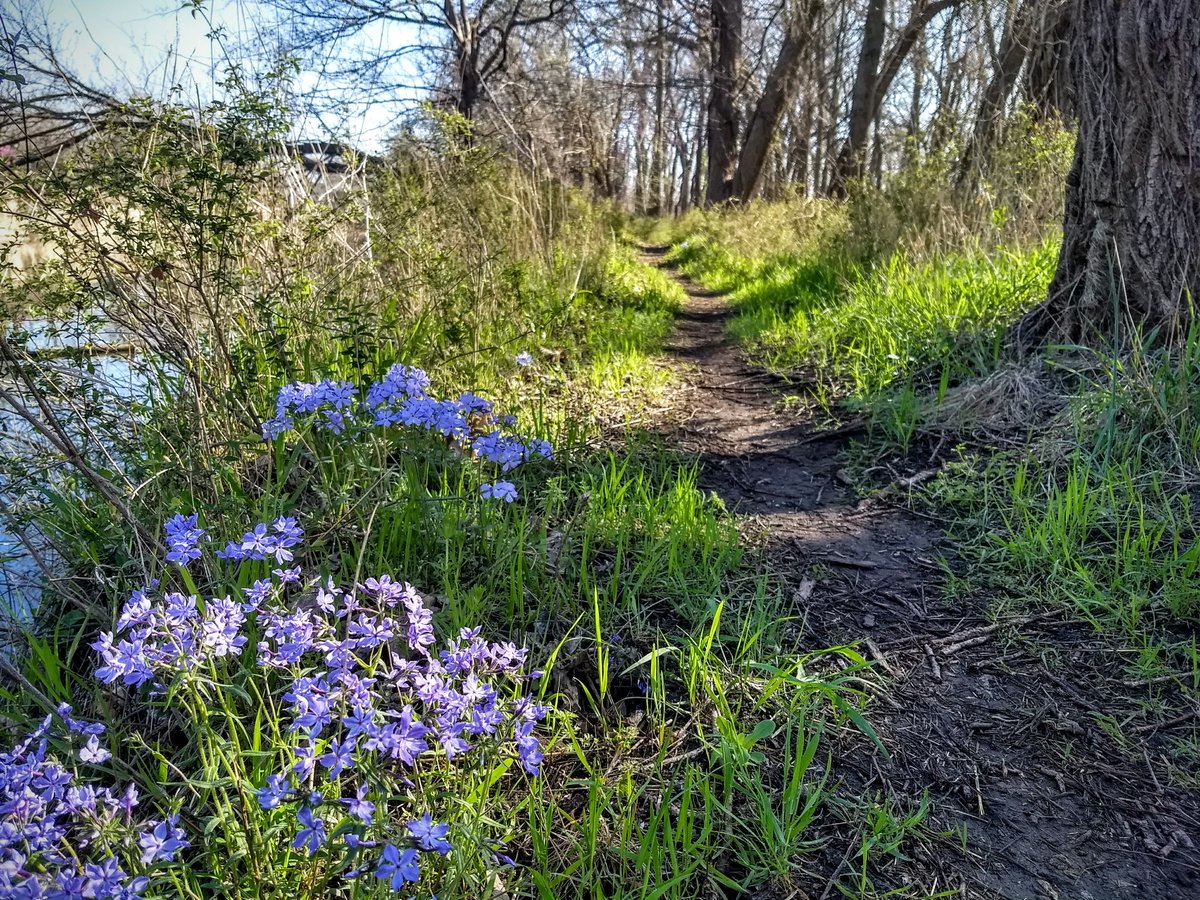 The Creekside Trail is really nice to walk, run, or ride right now. Blue Phlox ❤️ #lehighportlandtrails #iolaks #allencultureofhealth