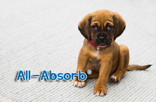 AllAbsorb's tweet photo. Messes are a thing of the past when you use our Super Absorbent Training Pads! They hold up to 3 cups of liquid! #allabsorb #all-absorb #trainingpads #pottytraining #puppytraining #housetraining #housebreaking #dog #dogs #puppy #puppies #shop #follow https://t.co/nZrAwzeoav https://t.co/S6ENpeH0N7