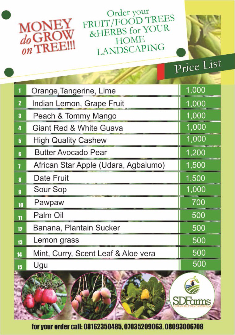 sdfarmsng's tweet photo. Order your #fruit/food trees and herbs for your #landscaping. 
Your home, your office, churches, hospitals etc. Do you know that landscaping has #Health benefits? Watch this space! @FmardNg https://t.co/aJxgR8ikeL