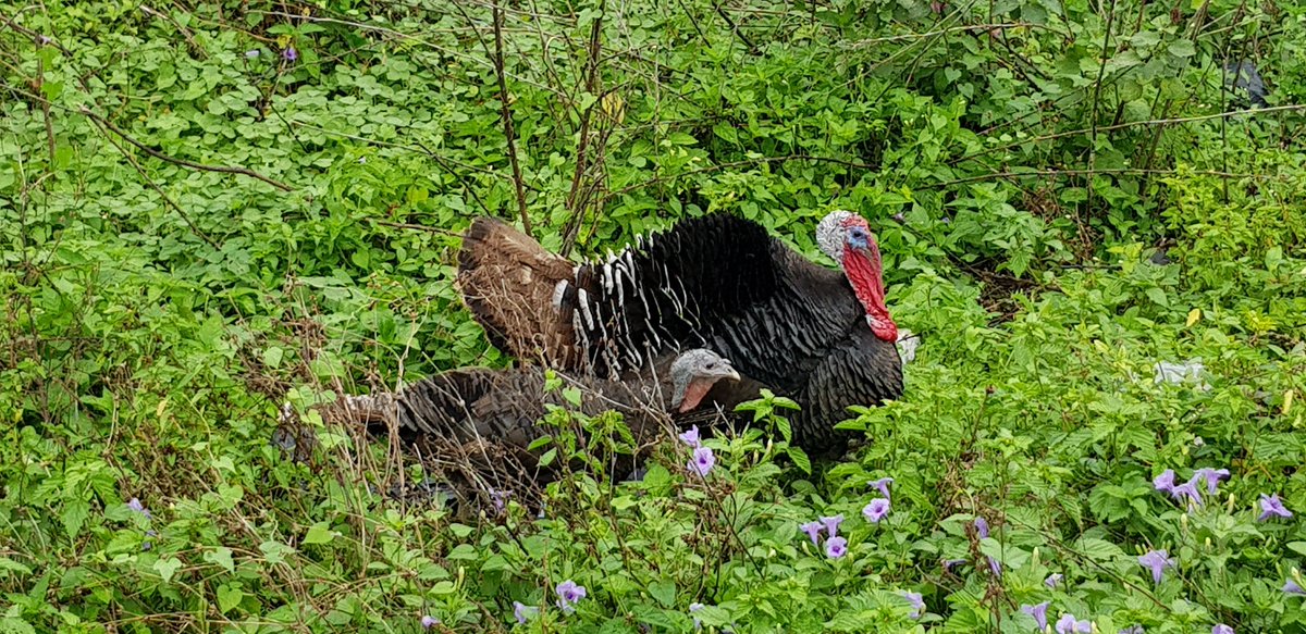 Aristurkeys's tweet image. Turkeys which are reared in their natural habitat are very healthy and can resist many diseases. My turkeys are reared in their natural habitat. #Aristurkeys #devhubdm