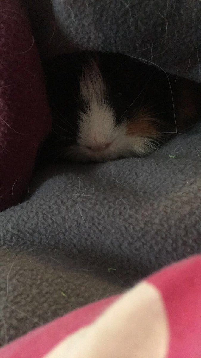FlyersGirlNath's tweet photo. A little afternoon nap😍 #GuineaPig https://t.co/hyY2azktd0