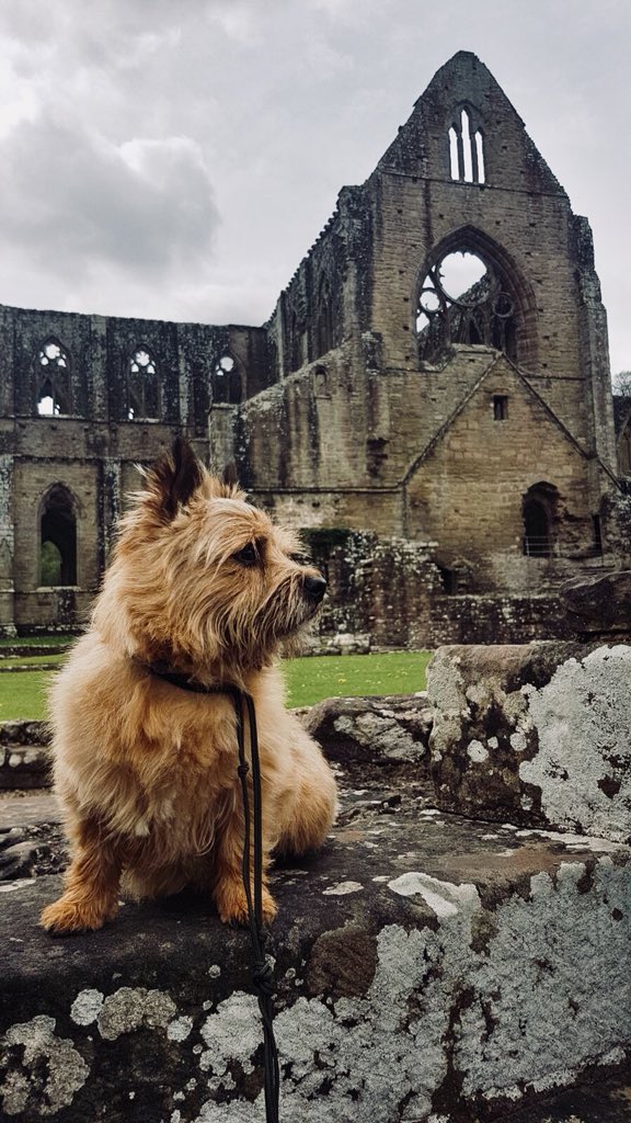kate_innerpage's tweet photo. Tiberius, contemplating his successful dissolution of the monasteries. #dogslife #historydogs #tinternabbey #TudorTuesday https://t.co/DfghpCKirr