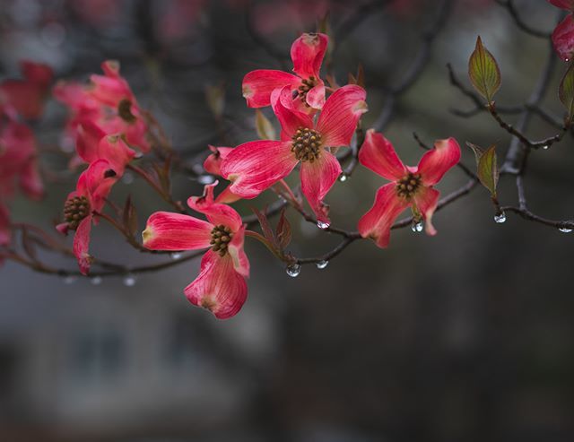 my rainy-day pink dogwoods
.
.
.
.
.
#makemoments
#marvelouz_world
#modernoutdoors
#momentslikethese
#momentsofmine
#moody_tones
#moodynature_elite
#mybeautifulsimplicity
#myeverydaymagic
#myquietbeauty
#na_natures_art
#nature_brilliance
#nestandflourish… ift.tt/2HpWQjB