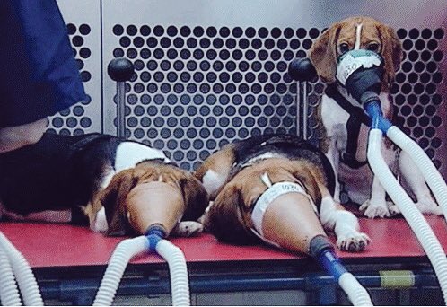 MyVeganVow's tweet photo. WORLDDAY FOR LABORATORY ANIMALS -If you truly love animals you will boycott all the companies that allow testing on animalsYou love your dog, yet you love your Estée Lauder Lip Gloss more right?As long as your lips look fresh who cares right? 👄🙄 #endthepain #raising #awareness https://t.co/kNyhwYK14W