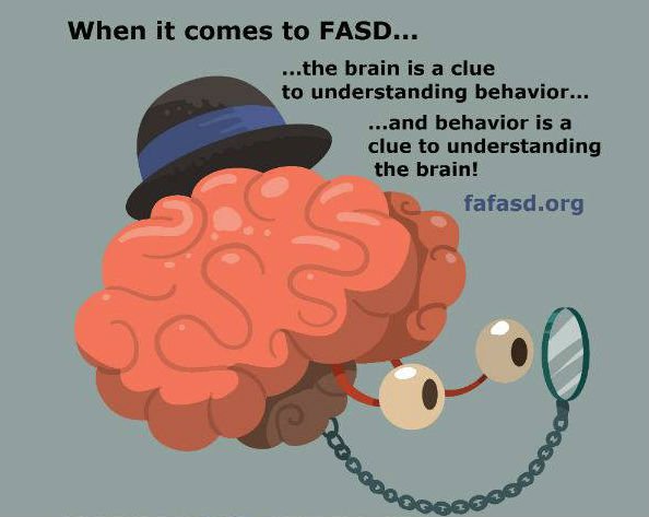 FAFASDorg's tweet photo. When it comes to #fasd, the #brain is a clue to #behavior and #behavior is a clue to what's happening in the #brain
#brainbasedapproach https://t.co/g0VnzWuTVG
