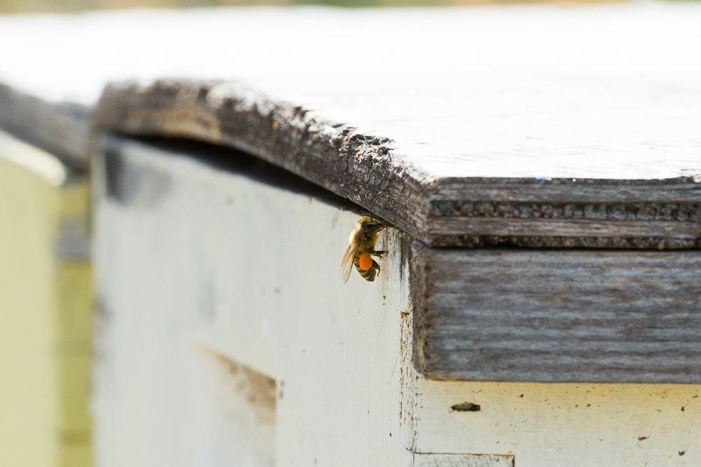 GilcreaseMuseum's tweet photo. The bees are back! Our bees have returned to the meadow in Stuart Park and have wasted no time getting down to "beesness." If you are taking a stroll through the park, please do keep your distance from the hives. #tulsa #bees #stuartpark #spring https://t.co/CQZtpkf338