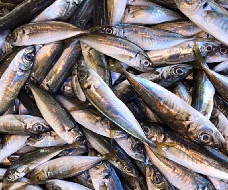 Balıkçılar umudunu mezgit, barbunya, istavrite bağladı buff.ly/2qVWyKg