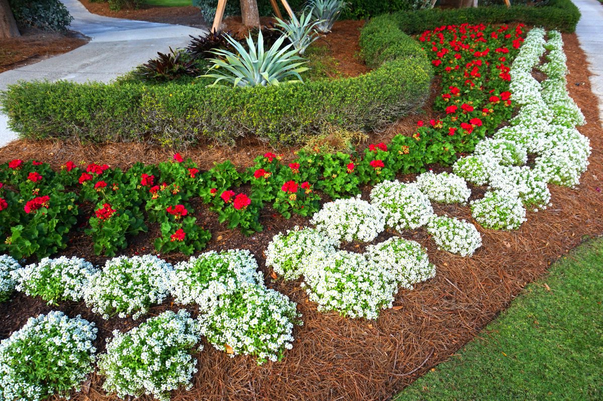 PinestrawSWFL's tweet photo. Looking perfect! Call to keep your property looking fresh! 239.332.0015 https://t.co/ImWR1BVi43