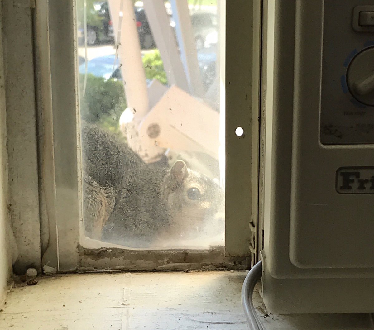 TheCurrentSauce's tweet photo. .@thensusquirrel Nice to see you outside our office today. 🤘😈 Beautiful day here at @nsula https://t.co/xi2xJ4KO0o