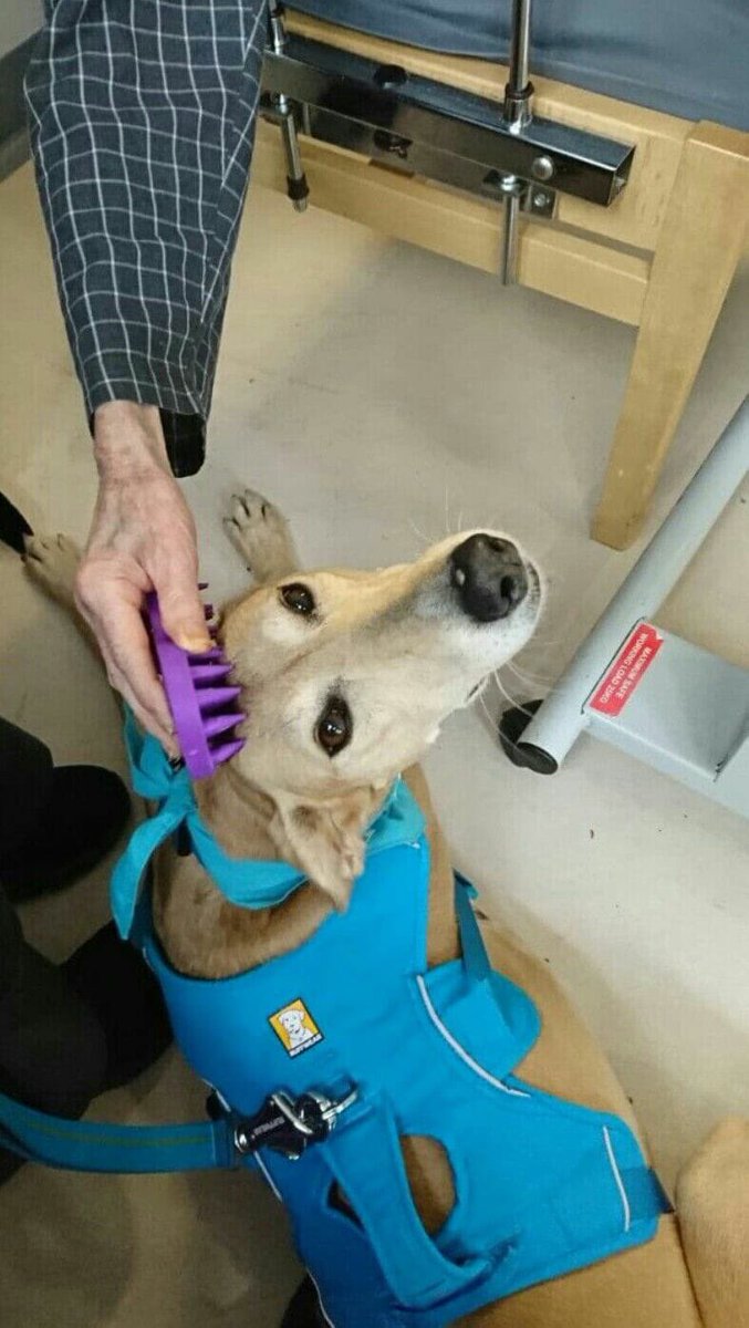 Brushing a dog encourages patients to be physically active &amp; to take on a nurturing role. Brushing a dog can also help patients to reminisce about their former canine companions, bring back fond memories, improve mood &amp; conversation
#Bristol #AnimalAssisted #Wellbeing
