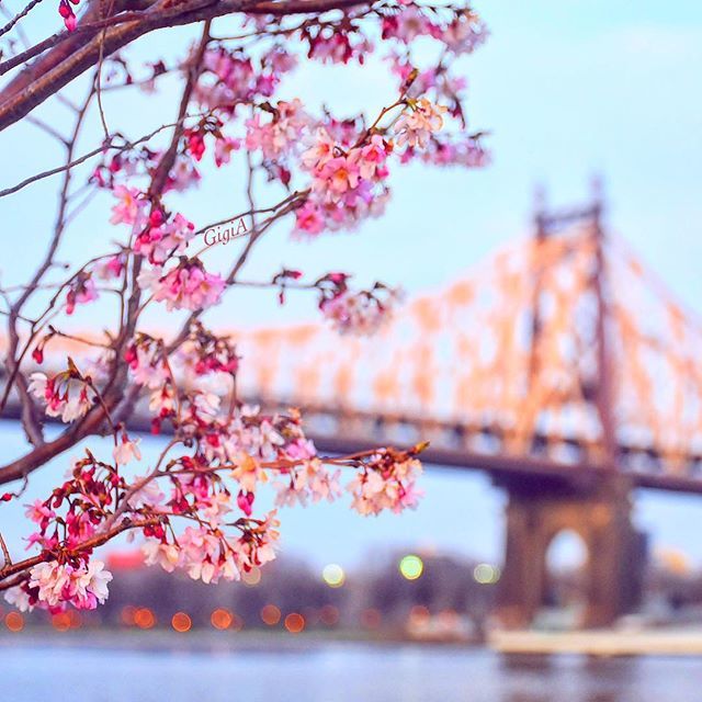 Spring is finally here! photo by <a href="/gigi_nyc/">Gigi A</a> #NewYorkCity #NYC