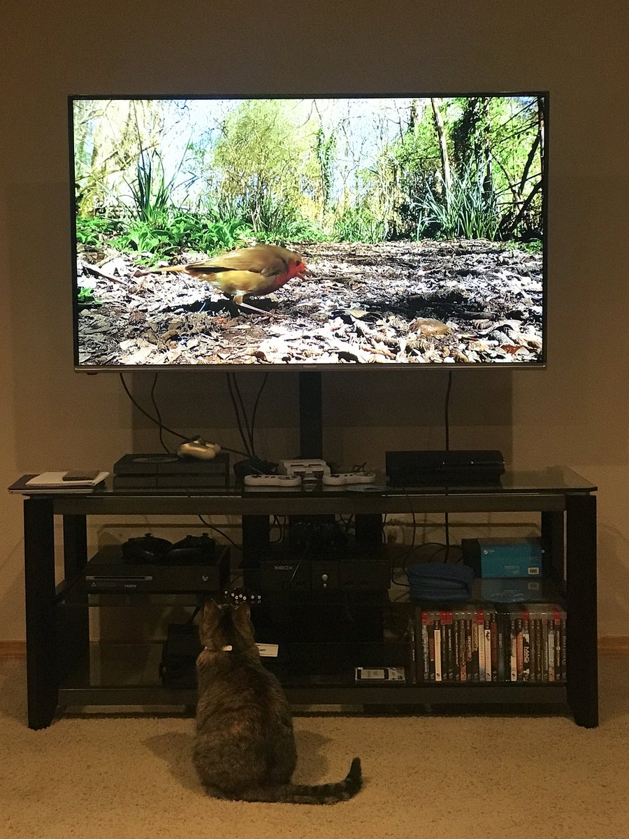 Shryku's tweet image. From a 19”, 24” and a 32” used for both TV and PC gaming to a 55” for TV and two 27” for PC gaming. #gamerupgrade