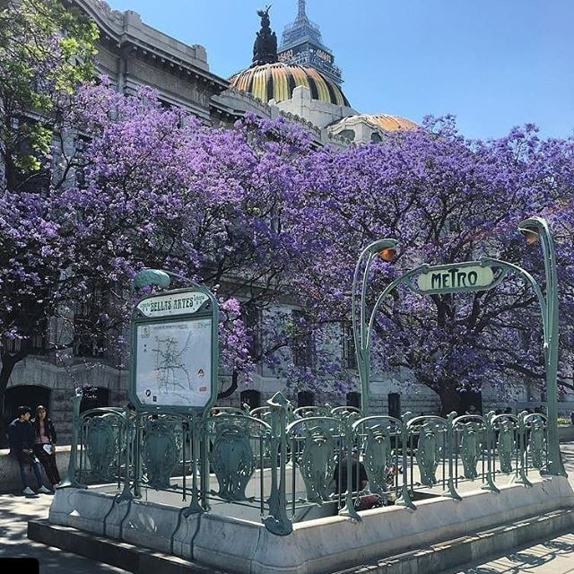 Oui, c'est México. This Parisian metro entrance sign was given to #MexicoCity from the city of Paris.

Plan and book your trip to Mexico at zpr.io/nPkqb

#CDMX #MexicoCity #VisitMexico #Jacaranda #MexicoXpertz #TripXpertz, #KnowBeforeYouGo, #Mexico, #MustseeMexicoCity