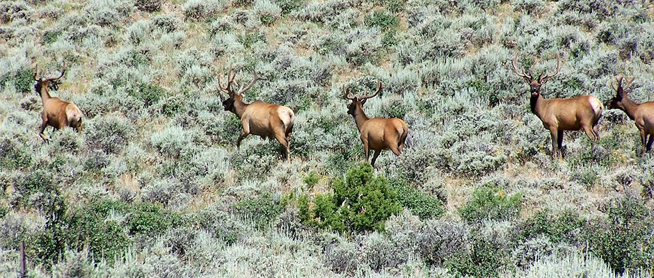 wildlifesociety's tweet photo. #ColoradoChapter of #TWS to host #sagebrush #workshop. #CO #wildlife https://t.co/qT9AvBZyuc https://t.co/FEYmbAOWGe