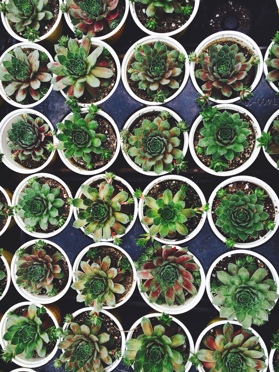 kstateUPC's tweet photo. PSA: FREE PLANTS and other goodies will be offered at our Farmers' Market 11-1 tomorrow courtesy of our promotions team. All you have to do is take and post a picture to your social media at the event, tag us and use #CaptureUPC. https://t.co/sibLUuU9T2