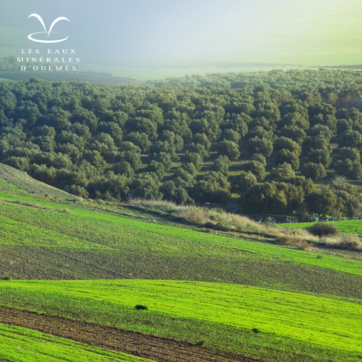 Les Eaux Minérales d'Oulmès prendra part une fois de plus au Salon International de l'Agriculture au Maroc, et sera présente du 24 au 29 Avril à Meknès #SIAM2018
