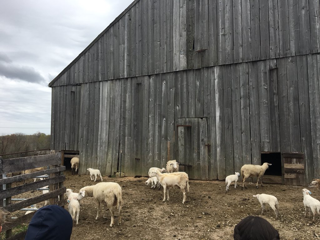 SSSASMaestroG's tweet photo. A great day for 7th grade service learning at Clagett Farms!  @SSSASsaints https://t.co/UWej9AQWrM