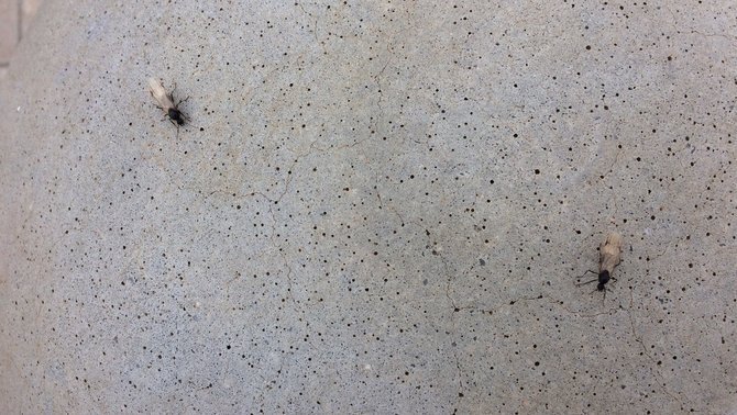 TomasMolinaB's tweet image. Aquests dies podreu veure:
1.-Formigues voladores
2.- Llavors de Pollancre
3.- Pol·len del Pi
#324eltemps 
ccma.cat/el-temps/taque…