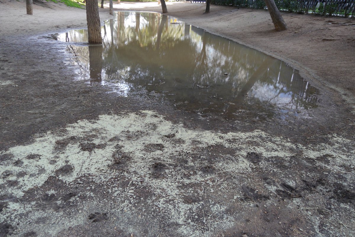 TomasMolinaB's tweet image. Aquests dies podreu veure:
1.-Formigues voladores
2.- Llavors de Pollancre
3.- Pol·len del Pi
#324eltemps 
ccma.cat/el-temps/taque…