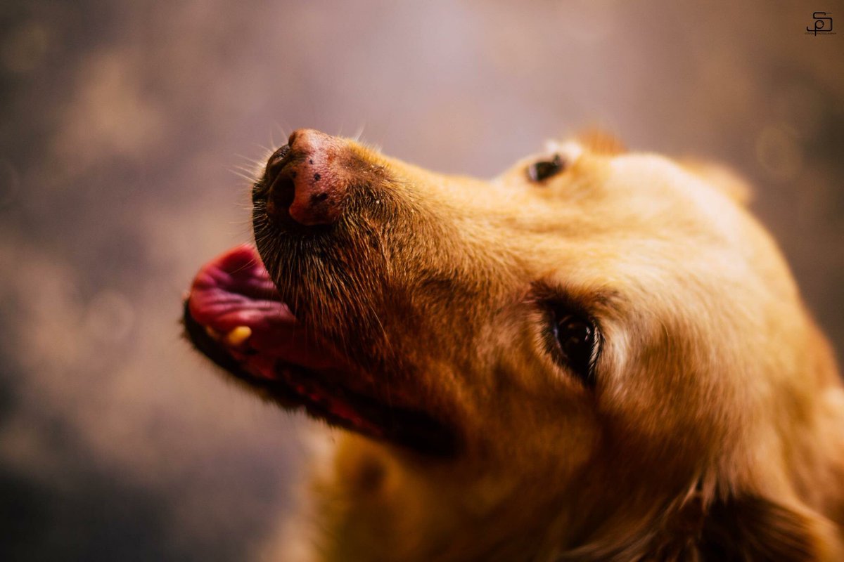 StevenM1115's tweet photo. @GoldenRetriever https://t.co/JcxA2xtrD0