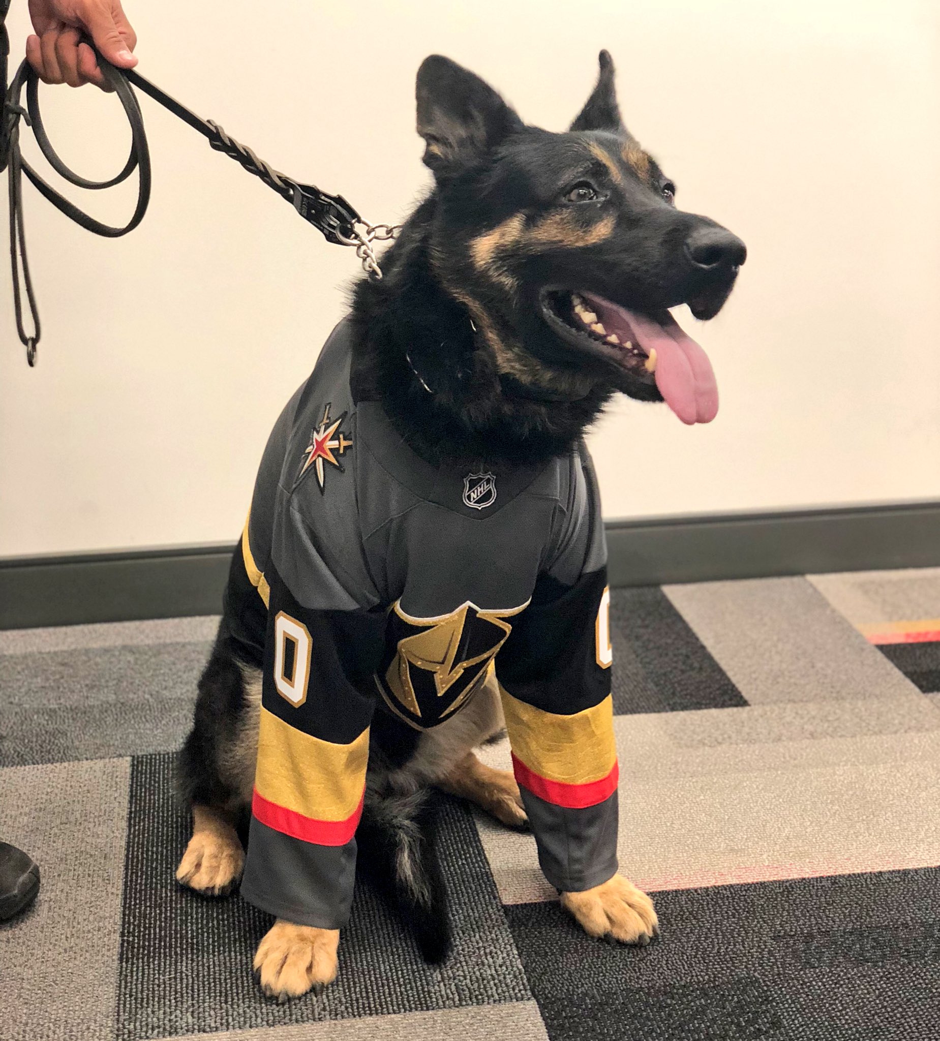 Las Vegas Golden Knights NHL Dog Jersey