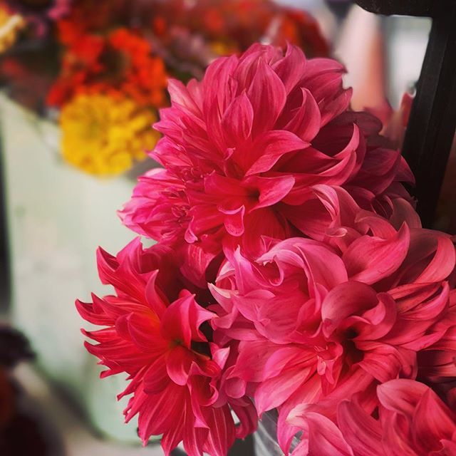 PlushPumpkin's tweet image. Inspiration @plushpumpkin Always driven by the beauty of nature....the colors the textures. We have some exciting new things coming #inspiredbynature #inspiredbycolor #floraldesign #dalia #plushpumpkin #velvetflowers velvetpumpkins #handcrafted #naturesb… ift.tt/2HnHyQC