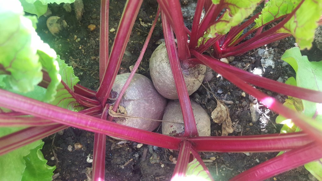 PaulaIOD's tweet photo. Planting beetroot https://t.co/UxQbsK3pgf https://t.co/jLLjlG7i2o