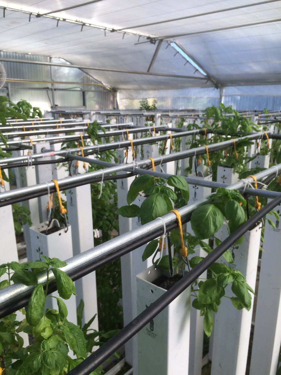 Seedstock's tweet image. 5 Ways to Fund Your Indoor Agriculture Venture’s Expansion

seedstock.com/2018/04/20/5-w… @indooragcon #indoorag