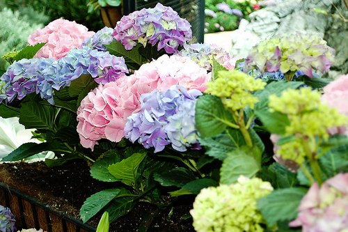 DowntownACD tweet media