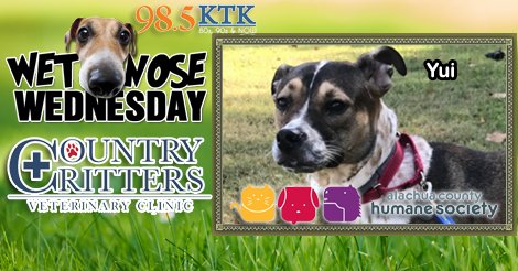 Yui is our adoptable dog from the @AlachuaHumane Society-adoption fees waived if Yui is right for you Gainesville,Ocala,HeartofFLA!!!!!!!! #WetNoseWednesday brought to you by Country Critters Vets inside <a href="/ruralkingsupply/">Rural King</a> Gainesville &amp; Ocala #ad