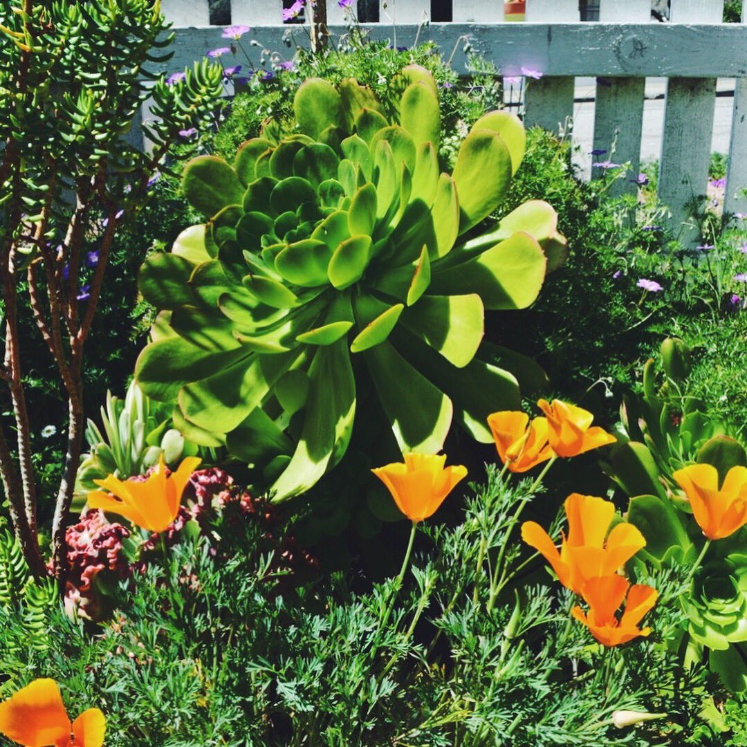 cafeonbridgest's tweet photo. Have you heard the good news?! We’ve been rated the # 1 restaurant in Cambria on @tripadvisor!! Huge thank you to all of our guests for writing incredible reviews. We couldn’t be more grateful. https://t.co/GNQkOgGHZD