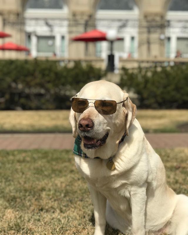 #smudge just letting everyone know the @fairmontmac patio is open #macmemories #yegpatio #feelwelcone #yegdogs ift.tt/2qXVF3J