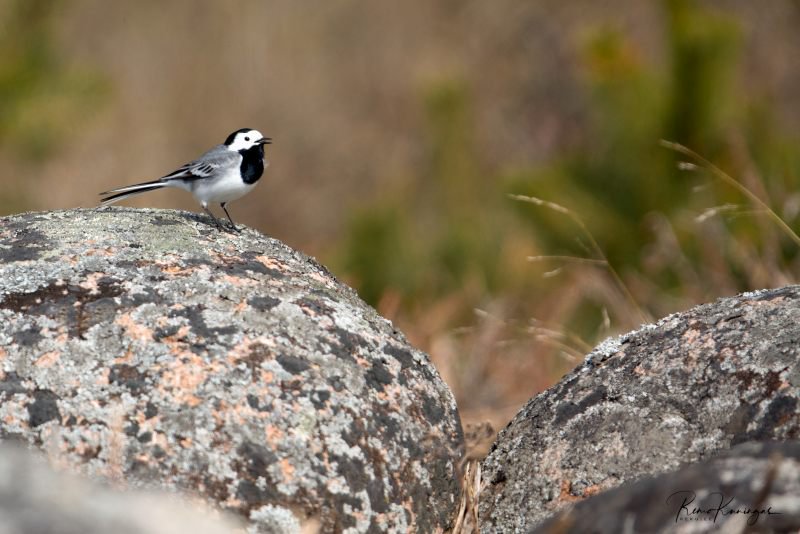 remokuningas's tweet image. White wagtail (Motacilla alba)

reku.ee

#nature #bird #birds #birdwatching #wildlife #estonia #eesti #outdoors #spring #rocks #moss #sunny