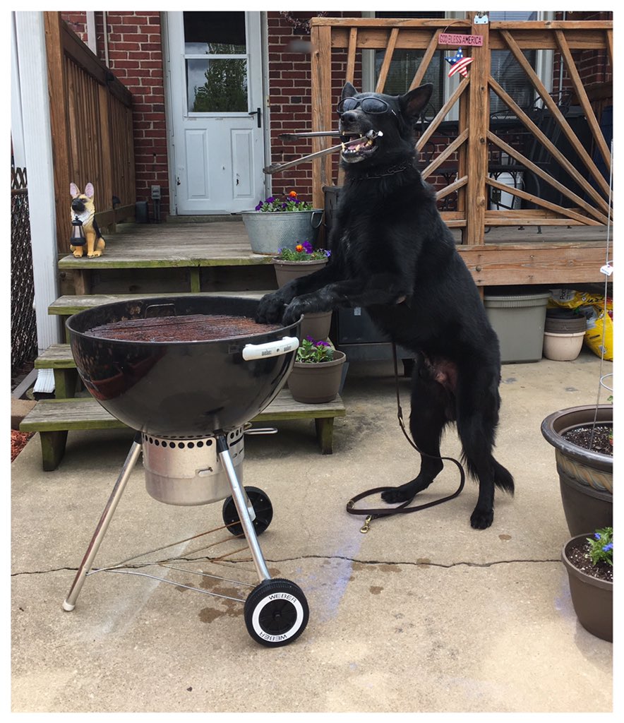Leistunghund's tweet photo. @ChapsPitBeef Meathead would prefer y'all do the cooking..he doesn't have opposable thumbs...๐
#PitupOrShutup https://t.co/tn5pUlsP2h