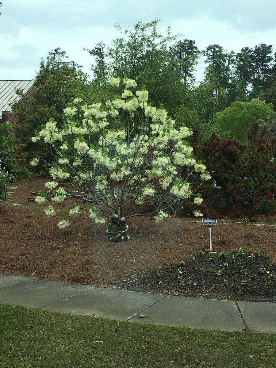 DSESMediaCenter's tweet photo. Our own Truffula Tree outside the Media Center. @DunwoodySprings #DSESistheBest https://t.co/6Odr2zsC0b